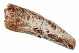 Fossil Phytosaur Tooth - New Mexico #192586-1